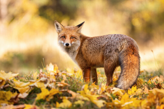 Gentle red fox, vulpes vulpes, standing on orange foliage in autumn nature. Orange beast observing in fall woodland. Wild fluffy mammal looking to the camera on grass with leaves.