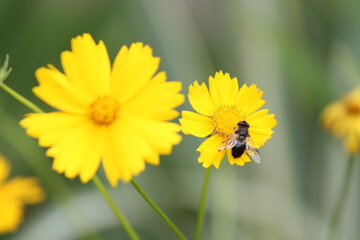 bee on yellow flower