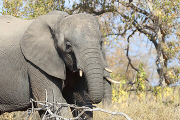 Fototapeta premium Afrikanischer Elefant / African elephant / Loxodonta africana