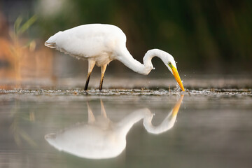 Great egret, ardea alba, drinking in water in summertime nature. White bird with long yellow beak...