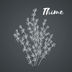 Thyme hand drawn vector illustration on chalckboard background