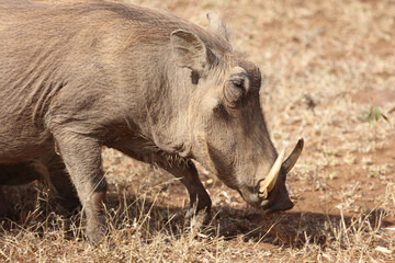 Warzenschwein / Warthog / Phacochoerus africanus..