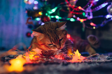 Ginger cat caught biting garland under Christmas tree at home. Christmas and New year with naughty...