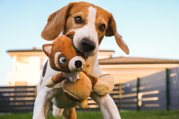 Happy Beagle dog playing fetch with owner on sunny evening in back garden. Running and jumping...