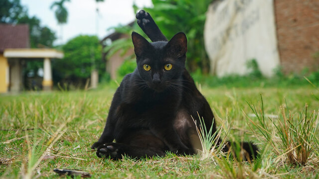 black cat