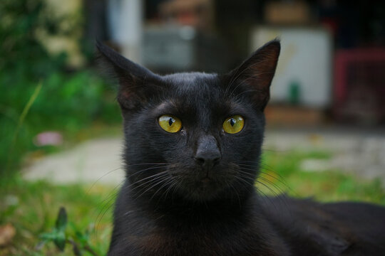 black cat
