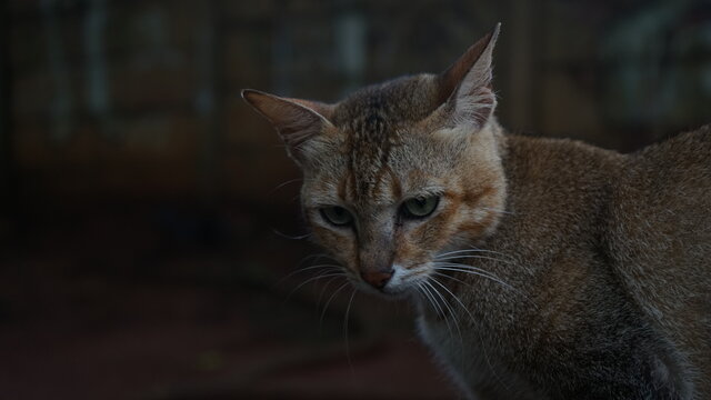 sad cat