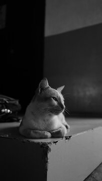 B&W CAT