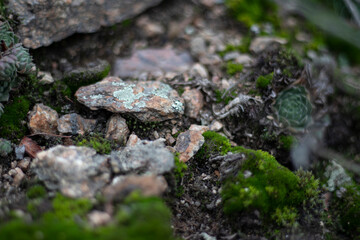 
Moss texture with stones