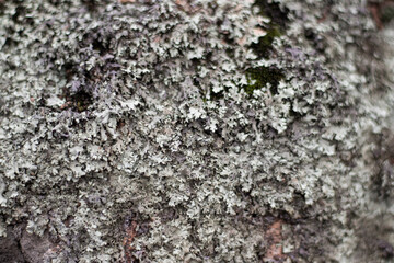 Moss texture