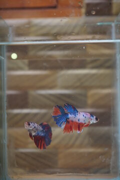 Betta fish