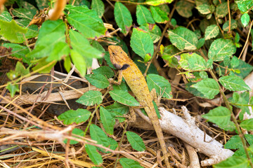 Asian lizard in jungle
