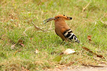 Bird on the grass
