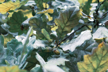 Green acorns hang on a branch in the forest