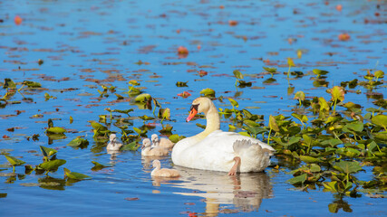 Swan and its cygnets in blue water lake
