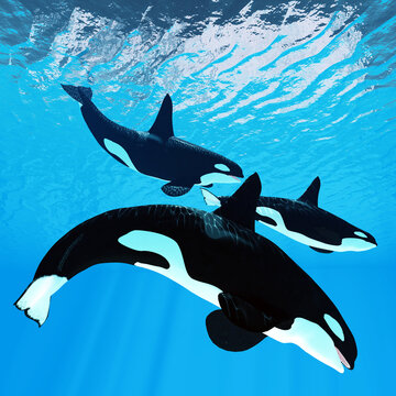 Killer Whale Trio - Three male bull Orca whales swim together near the surface of the ocean waves.