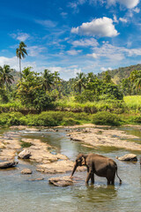 Elephant in Sri Lanka - obrazy, fototapety, plakaty