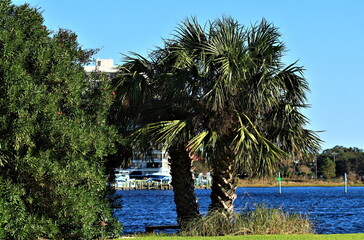 Palm trees with green leaves stand on the shore of the ocean bay, in the background you can see the blue ocean water and the opposite shore of the bay
