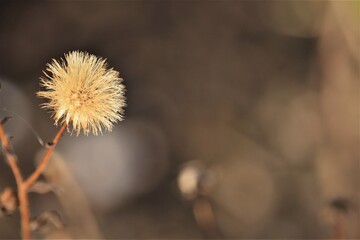 Dried Wildflower Head in Soft Sunlight