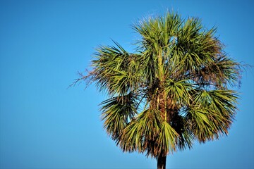 Palm tree against blue sky