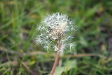 
dandelion