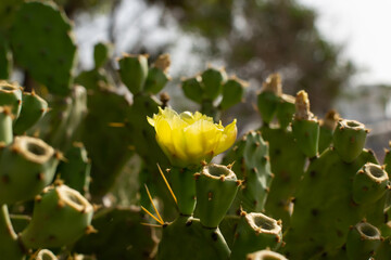 Prickly Pear Cactus with Yellow Flower in Ayia Napa coast in Cyprus. Opuntia, ficus-indica, Indian fig opuntia, barbary fig, blooming cactus pear