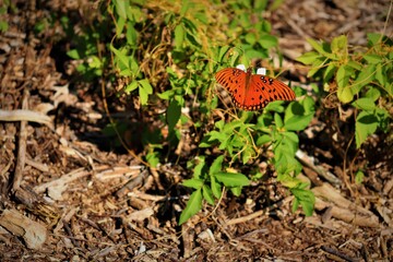 Beautiful butterfly sits on a green leaf, close up