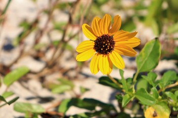 Yellow Wildflower Blooming in Sunlight
