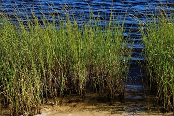 Tall green grass in water, grass grows in ocean water, near Gulf of Mexico Coast, Florida