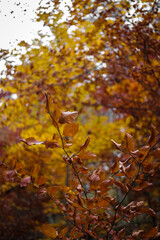 Foliage