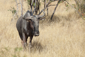 Streifengnu / Blue wildebeest / Connochaetes taurinus