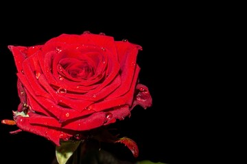 Nasse Rose