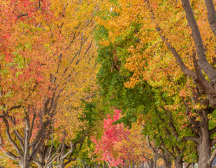 Beautiful and peaceful autumn scene with colorful trees filling image frame in a residential area. Trees have leaves with orange, yellow, red and green colors.