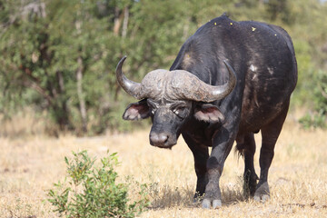 Obraz premium Kaffernbüffel / Buffalo / Syncerus caffer