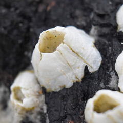 white barnacle on brown driftwood