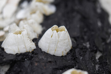 white barnacle on driftwood