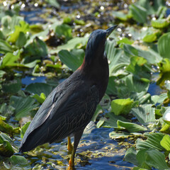blue and brown bird hunting in the lake