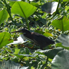 bird hunting in the lily pads