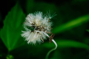 Gafanhoto e dente de leao