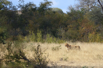 Afrikanischer Löwe / African lion / Panthera Leo.