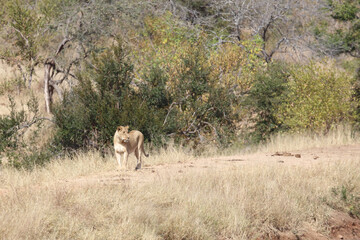 Afrikanischer Löwe / African lion / Panthera Leo.