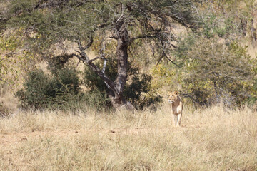 Afrikanischer Löwe / African lion / Panthera Leo.