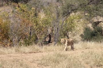 Naklejka na ściany i meble Afrikanischer Löwe / African lion / Panthera Leo.
