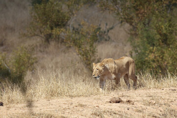 Afrikanischer Löwe / African lion / Panthera Leo.