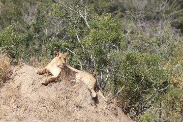 Afrikanischer Löwe / African lion / Panthera Leo.