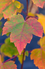 Closeup of leaves with fall colors. Leaves are deep red, orange, yellow and green colors.