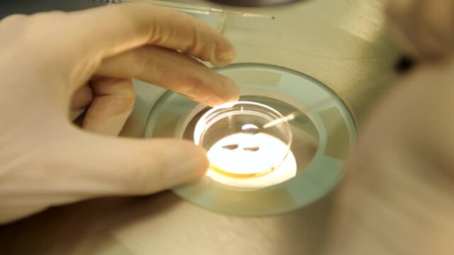 Medical lab research Petri dish in the laboratory. IVF