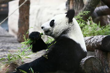 Fototapeta premium Panda bear eats green branches