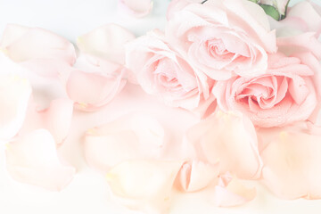 Obraz na płótnie Canvas Soft cream rose background in retro style with soft blurred focus