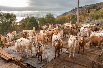 Goat farming. Domestic goats on a farm
